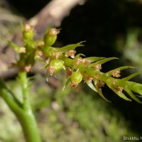 Oberonia longibracteata Lindl.